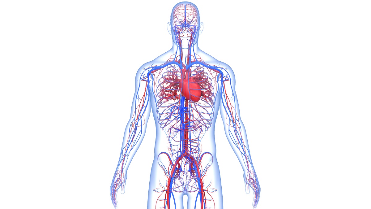 cardiovascular system of human body from thighs to head