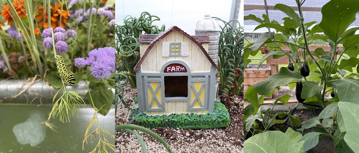 Inside photo of a hoop house showing the internal structure and outer plastic cover.